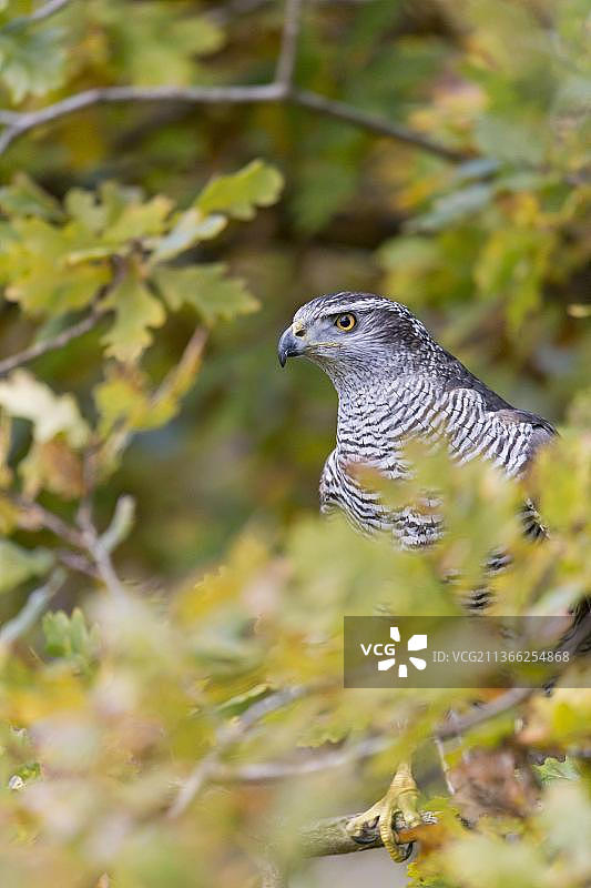 栖息在英国萨福克郡的英国橡树上的北方苍鹰成年雌鸟图片素材