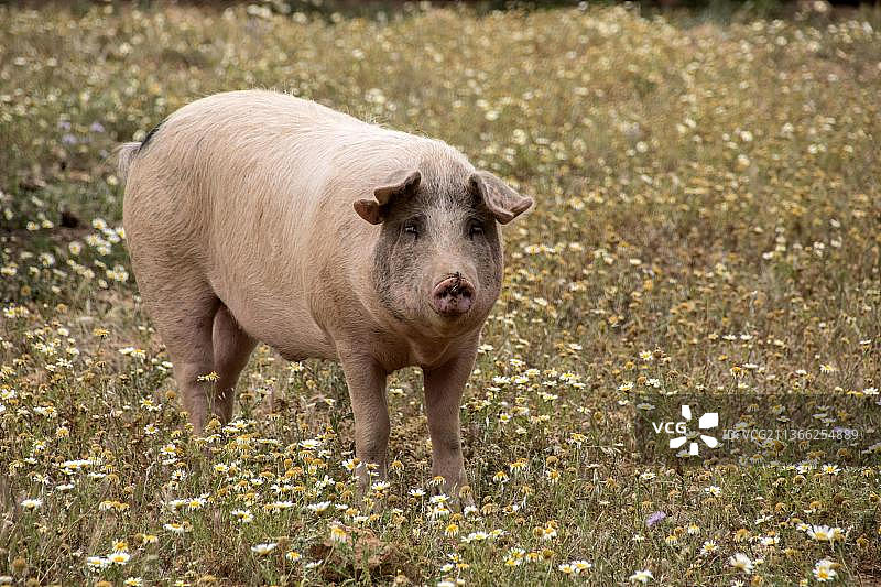 西班牙巴利阿里群岛马略卡岛阿里亚尼家猪图片素材