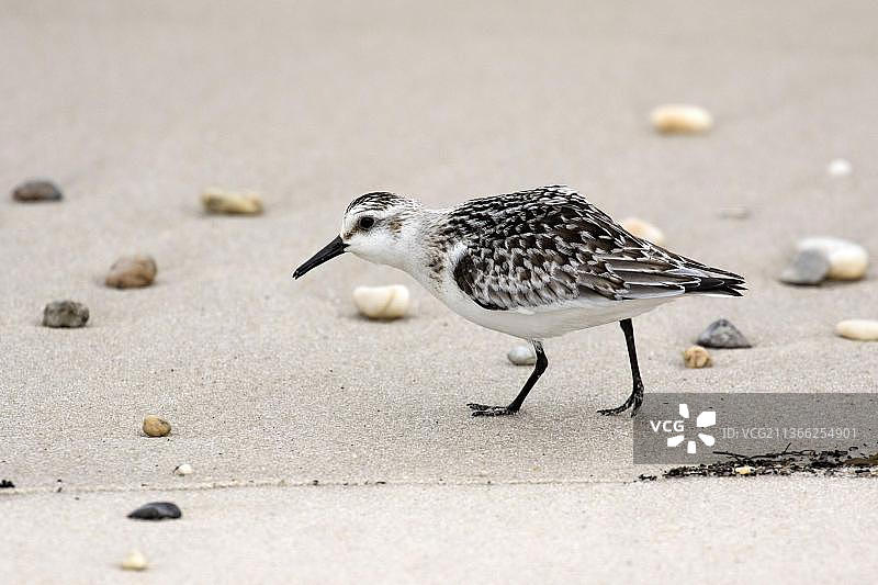 在靠近美国东海岸梅角的潮汐线附近觅食的幼年鹬图片素材