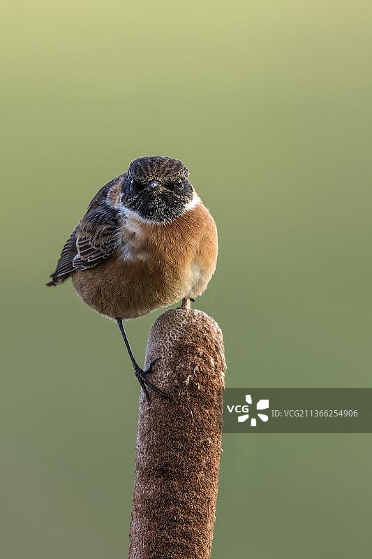雀形目鸟类图片素材