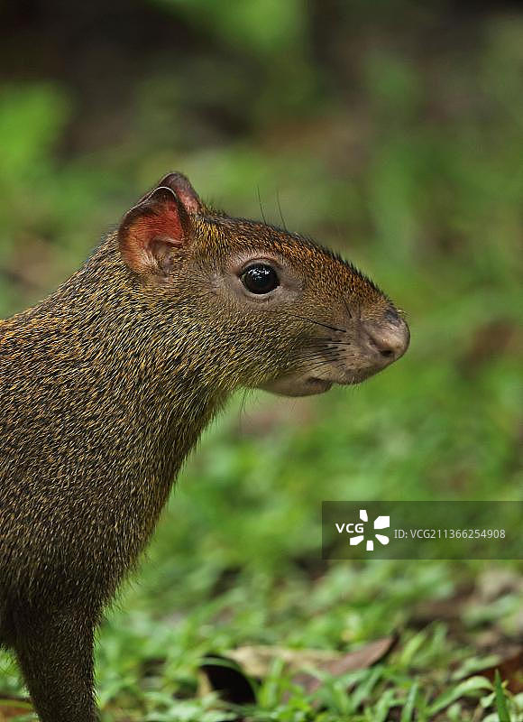中美刺豚鼠，洪都拉斯博尼托峰图片素材