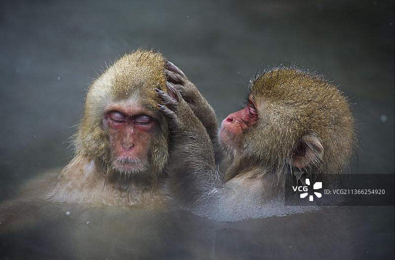 红面猕猴：雪猴在日本温泉中相互梳理毛发图片素材