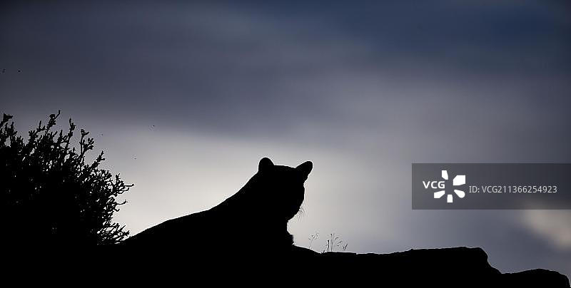 美洲狮剪影图片素材