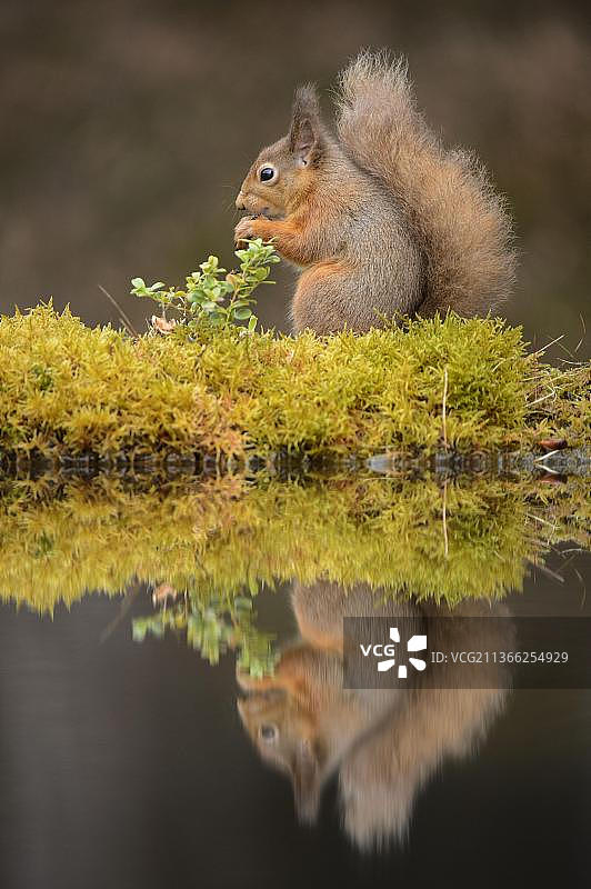 欧亚红松鼠(Sciurus vulgaris)成年个体,在针叶林池塘边觅食,位于英国苏格兰高地凯恩戈姆国家公园图片素材