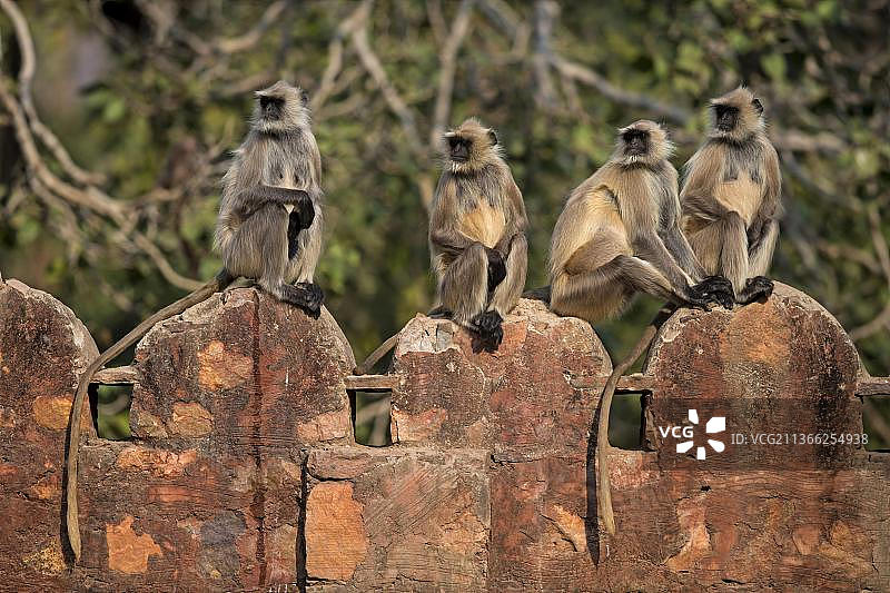 印度拉贾斯坦邦伦塔姆博尔国家公园的南方平原灰叶猴(Semnopithecus dussumieri),四只成年猴子坐在墙上图片素材