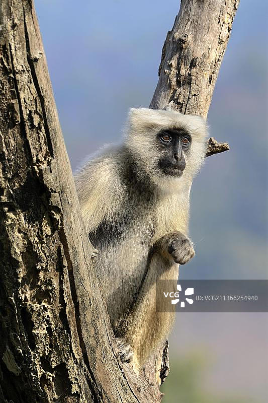 印度吉姆·科比特国家公园的灰叶猴图片素材