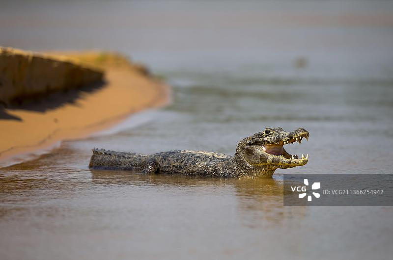 巴拉圭凯门鳄(Caiman yacare)幼体,张着嘴,栖息在浅水中,巴西马托格罗索州库亚巴河,南美洲图片素材
