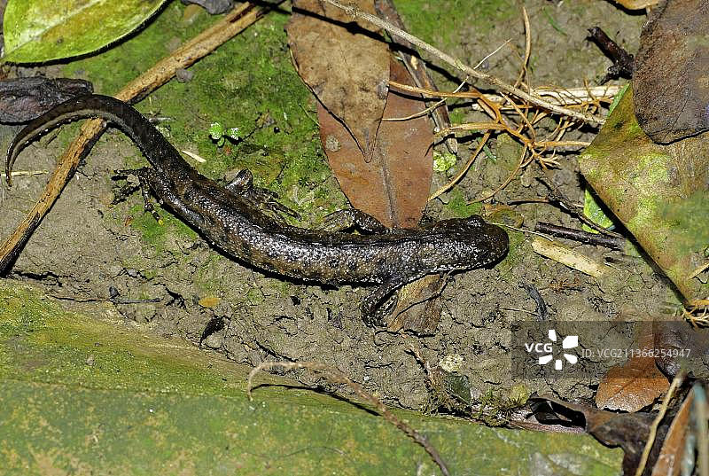 大冠蝾螈（Triturus cristatus）成年个体夜间觅食，苏塞克斯，英格兰，英国，欧洲图片素材