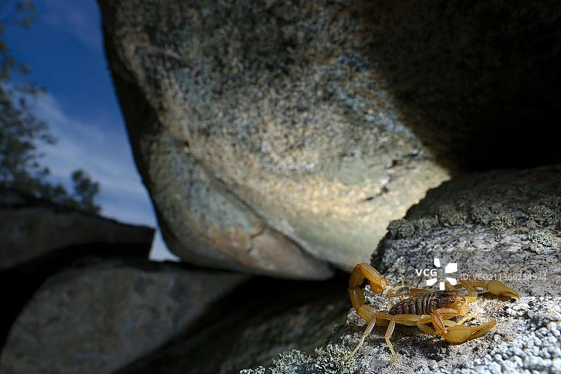 欧洲常见的蝎子图片素材