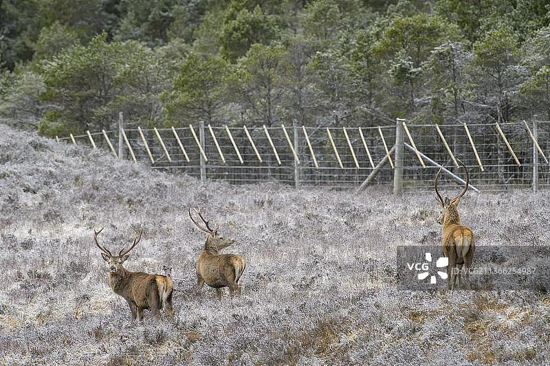 红鹿（Cervus elaphus）：Glen Affric，2016年2月，围栏中的林地再生红鹿图片素材