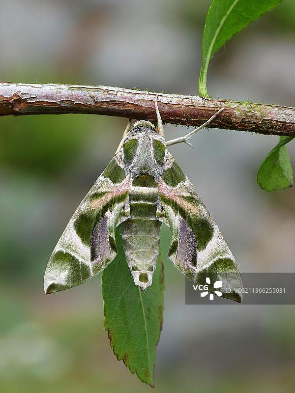 夹竹桃天蛾图片素材