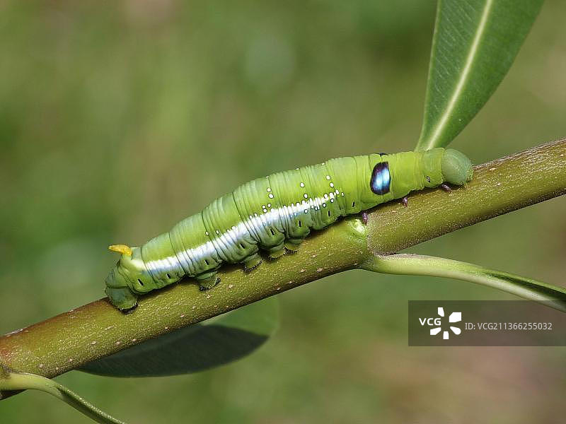 夹竹桃天蛾幼虫图片素材