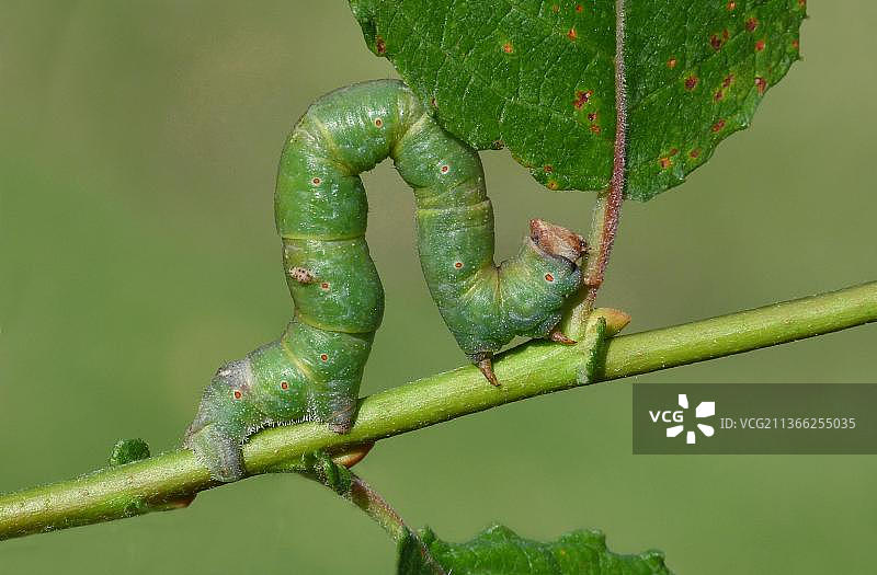 桦尺蠖幼虫末期以Salx caprea柳树为食图片素材
