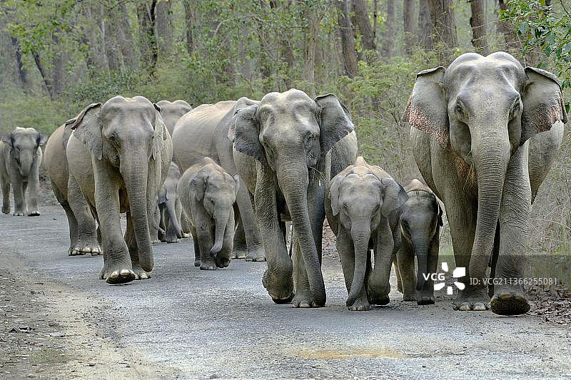印度科比特国家公园的亚洲象群图片素材
