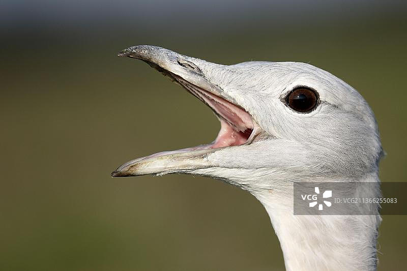 大鸨头部特写，英国威尔特郡，2015年10月图片素材