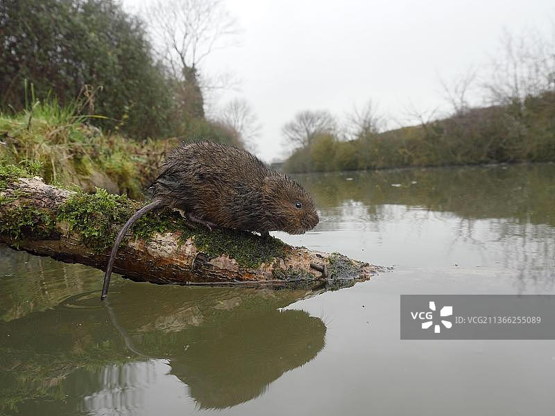 单只水鼠（Arvicola amphibius），在水边，沃里克郡，2015年12月图片素材