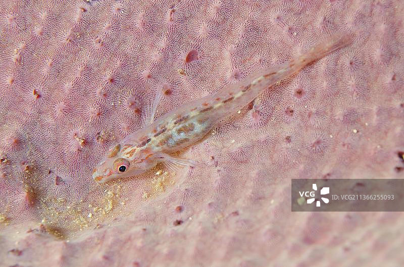 扇海绵虾虎鱼图片素材