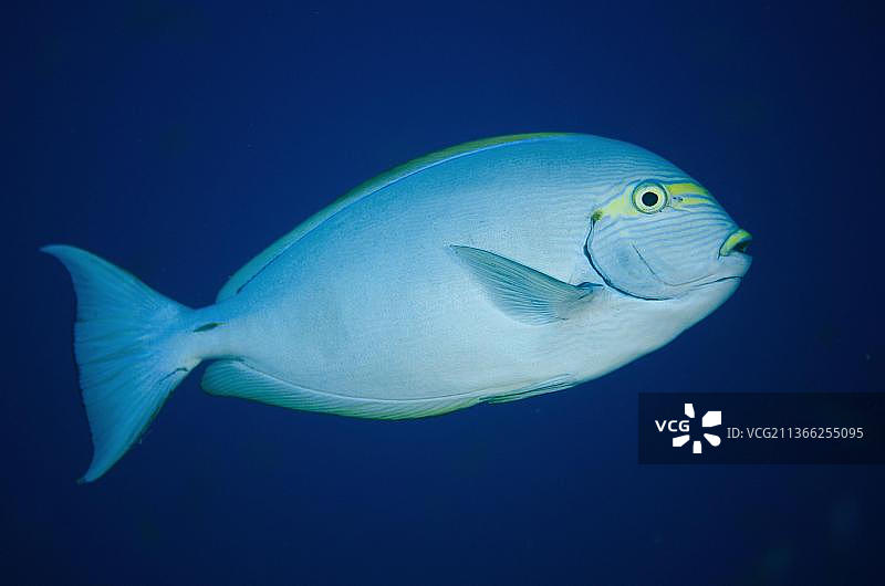 长吻鼻鱼，布岛，米苏尔，拉贾安帕特群岛，西巴布亚，印度尼西亚，亚洲图片素材