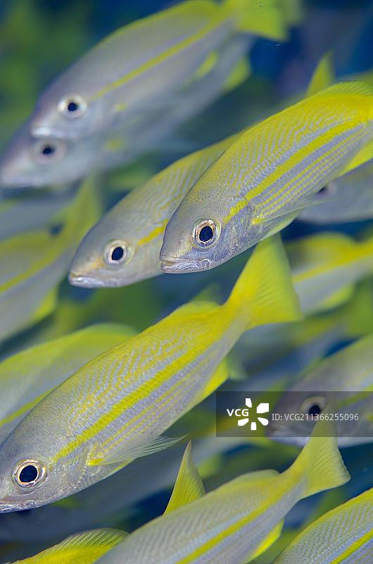 大眼鲷鱼群，布岛潜水点，米苏尔，拉贾安帕，西巴布亚，印度尼西亚，亚洲图片素材