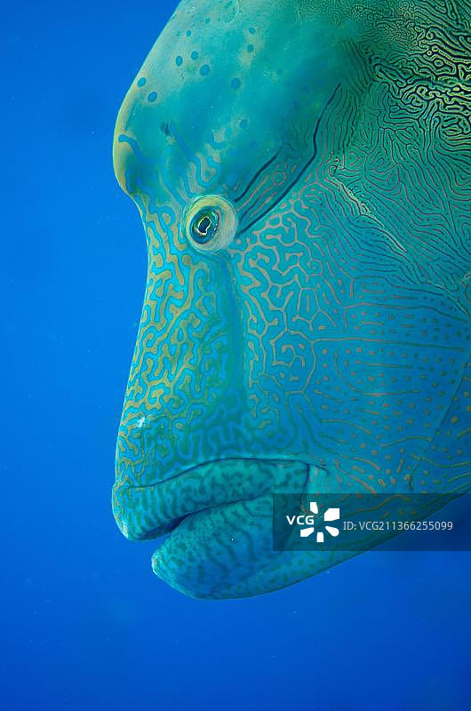 拉贾安帕特苏眉鱼图片素材