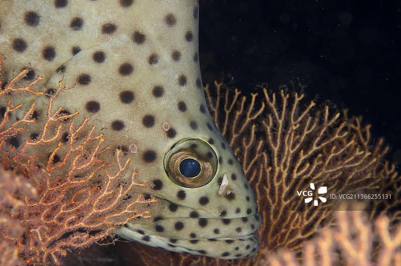 黑豹鱼，鲟，黑豹鲈，黑豹鲈，鲟，黑豹石斑鱼，锯鳐，其他动物，鱼，动物，座头石斑鱼，夜间潜水，树木鱼图片素材