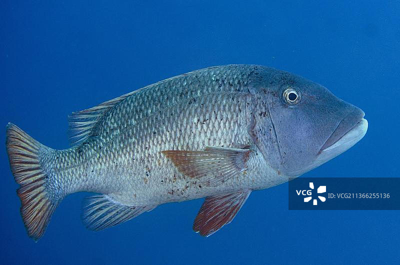 双斑红鲷鱼,其他动物,鱼类,鲈鱼类,动物,红鲷鱼,曼苏尔角东潜水点,拉贾安帕特,西巴布亚,印度尼西亚,亚洲图片素材