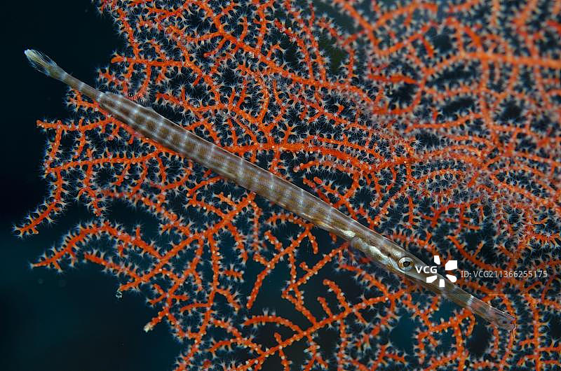 中国海马，红色海扇，印度尼西亚班达海图片素材