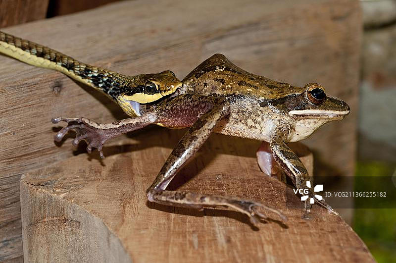 绘画风格的彩绘蛇图片素材