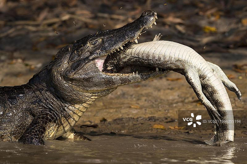 成年眼镜凯门鳄捕食幼年鳄鱼，巴西马托格罗索图片素材