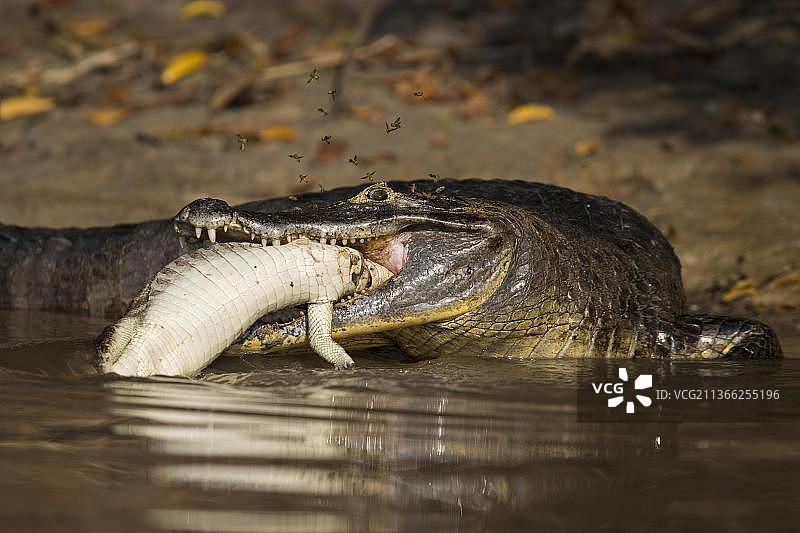 成年眼镜凯门鳄捕食幼年鳄鱼，巴西马托格罗索图片素材