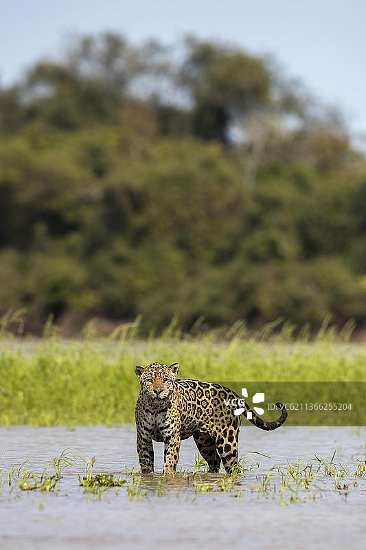 巴拉那美洲虎：濒危物种，栖息于巴西马托格罗索州库亚巴河图片素材