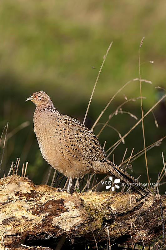 成年雌性雉鸡站在北约克郡里彭Studley Royal一棵倒下的树上图片素材