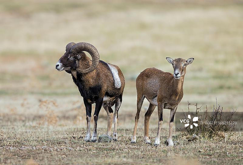 西班牙欧洲的野生绵羊图片素材