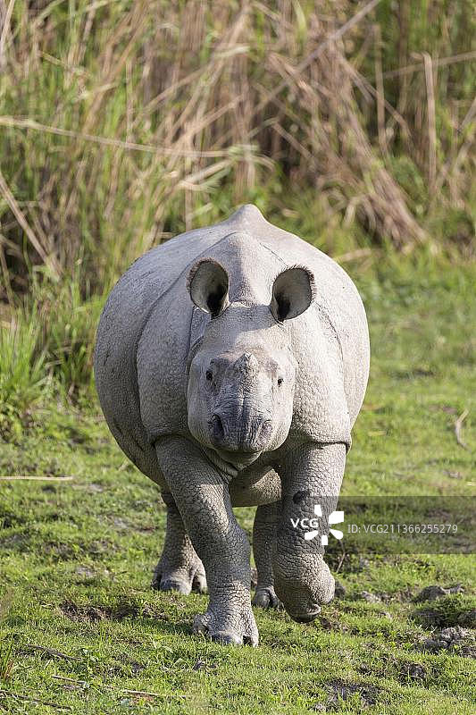 亚洲，印度阿萨姆邦，卡兹兰加公园，草原上年轻的印度犀牛(独角犀牛)图片素材