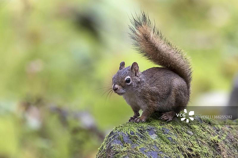 美国红松鼠(Tamiasciurus hudsonicus)，成年坐在岩石上，雅克-卡迪尔公园，魁北克省，加拿大，北美图片素材