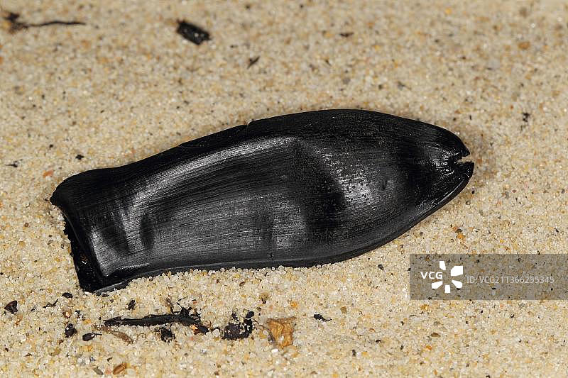 黑口猫鲨（Galeus melastomus）“美人鱼钱包”卵囊，在欧洲爱尔兰的海滩搁浅线上图片素材