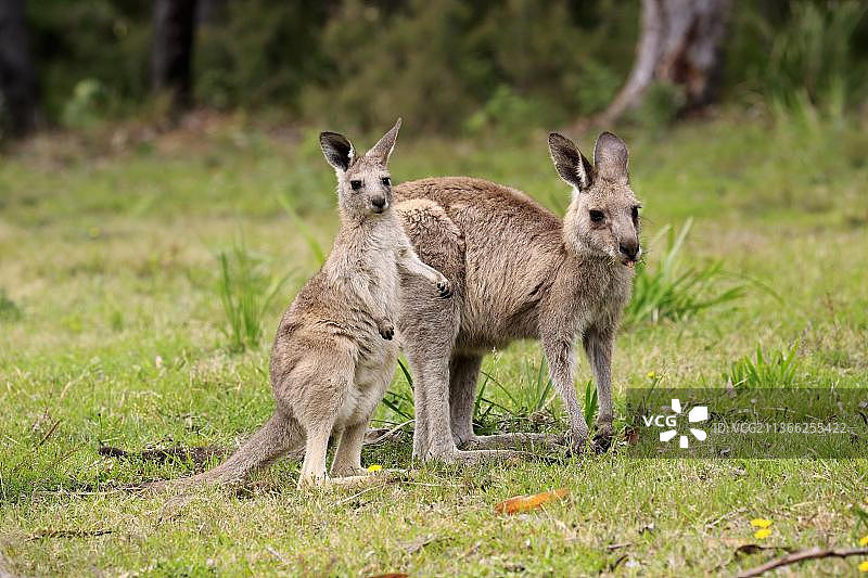 东部灰袋鼠(Macropus giganteus)，成年雌性带着半成熟的幼崽，Merry Beach, Murramarang公园，新南威尔士州，澳大利亚，大洋洲图片素材