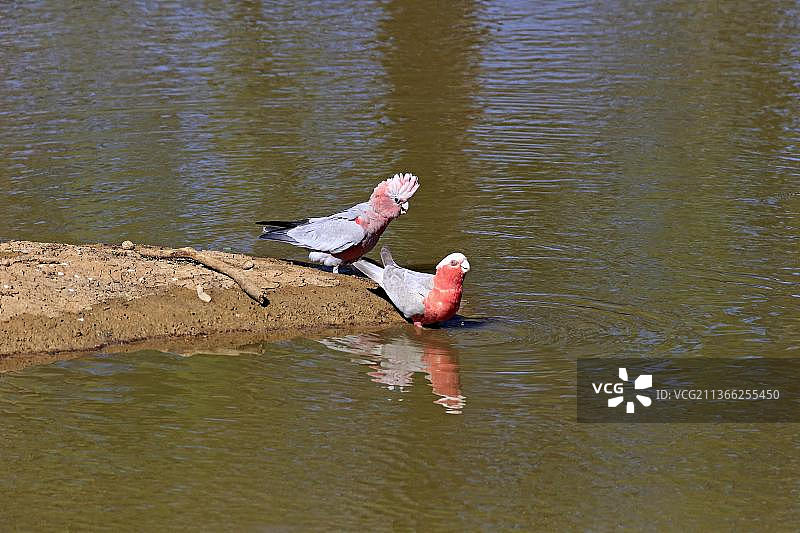 凤头鹦鹉，一对在水中，澳大利亚新南威尔士斯图尔特国家公园图片素材
