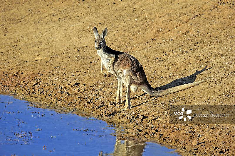 红袋鼠，成年雌性在水中，澳大利亚新南威尔士州斯特特国家公园图片素材