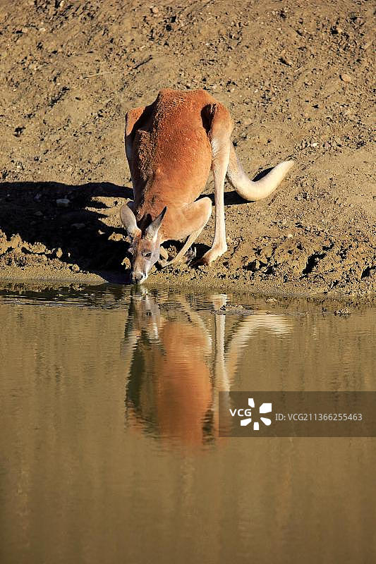 红袋鼠（Macropus rufus），成年雄性在澳大利亚新南威尔士斯特特国家公园水边饮水图片素材