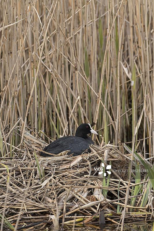 芦苇巢上的白骨顶鸡图片素材