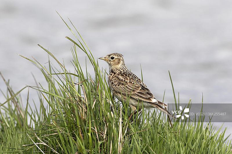 云雀，多种鸣禽，动物，鸟类，诺福克郡迪普代尔沼泽的普通云雀图片素材
