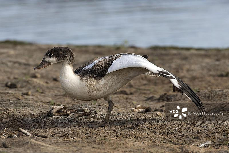 幼年赤麻鸭（Tadorna tadorna）图片素材