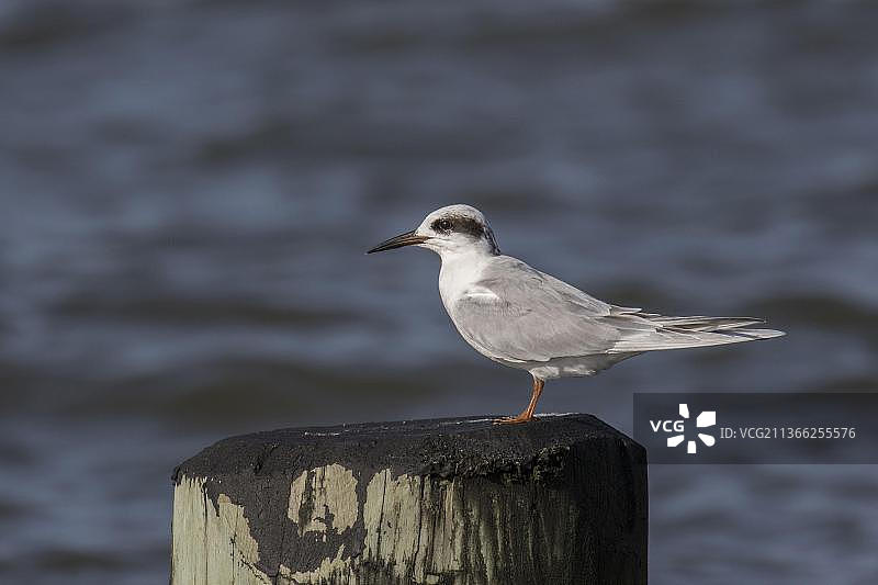 美国开普梅的普通燕鸥和福氏燕鸥图片素材