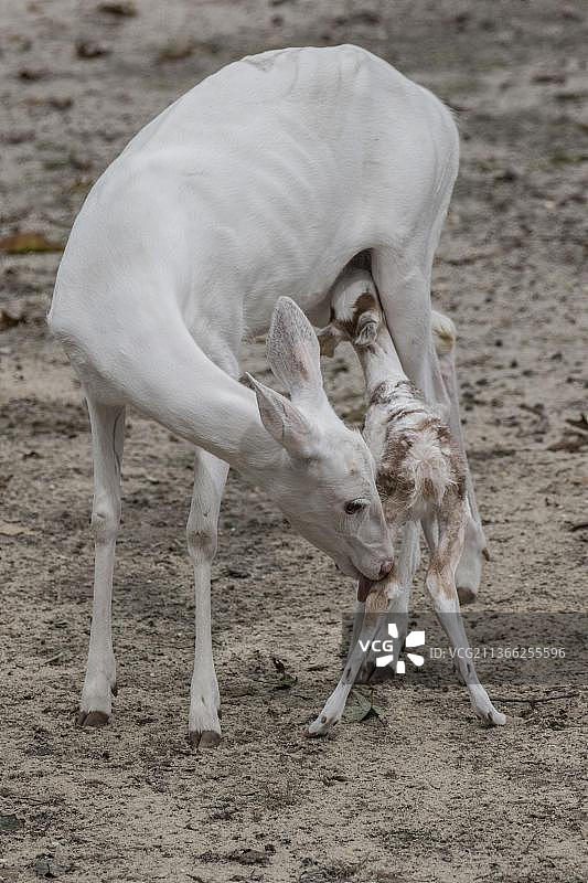 白化白尾鹿雌性舔舐小鹿（Odocoileus virginianus）图片素材