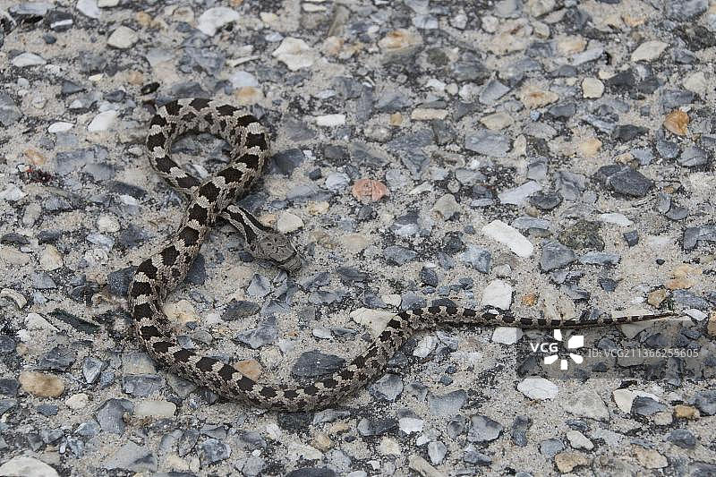 东部鼠蛇幼蛇图片素材