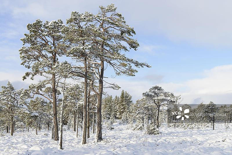 雪地里的苏格兰松树林，凯恩戈姆国家公园，苏格兰图片素材
