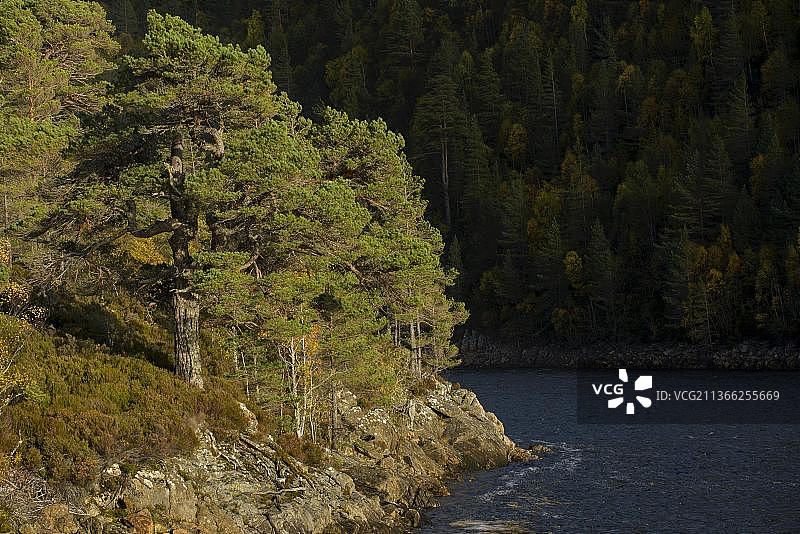 苏格兰高地阿弗里克峡谷的欧洲赤松图片素材