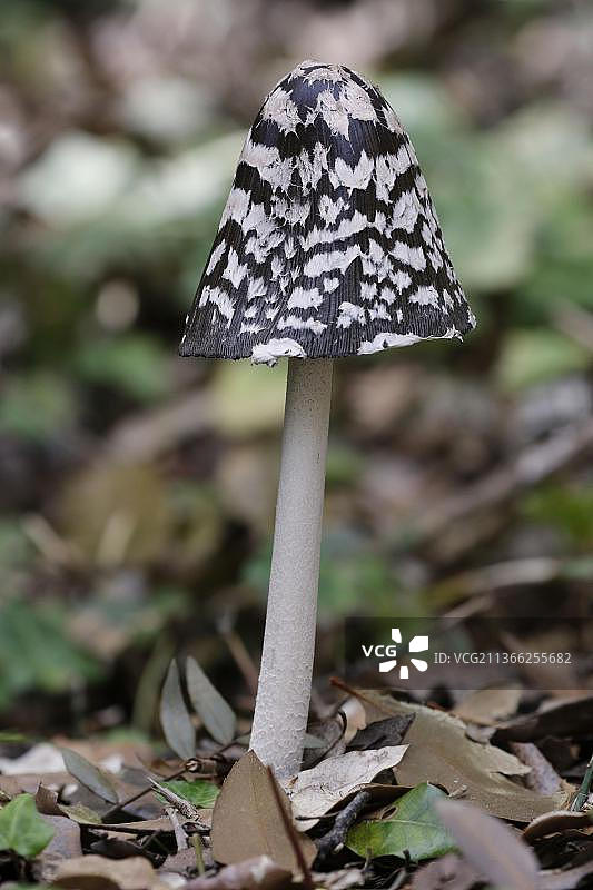 喜鹊鬼伞子实体，梅诺卡岛，巴利阿里群岛，西班牙，欧洲图片素材