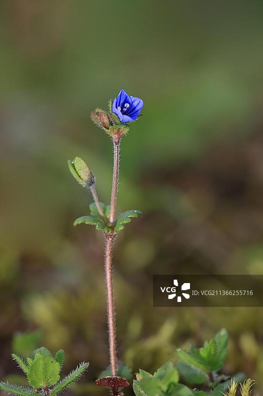 早春婆婆纳：早花婆婆纳，车前草科，苔特福德图片素材